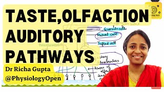 Taste pathway, olfactory pathway, auditory pathway - Rapid revision | Special senses mbbs 1st year