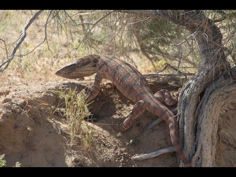 Video: Kyzyl Kum-woestijn. Kazachstan - Alternatieve Mening