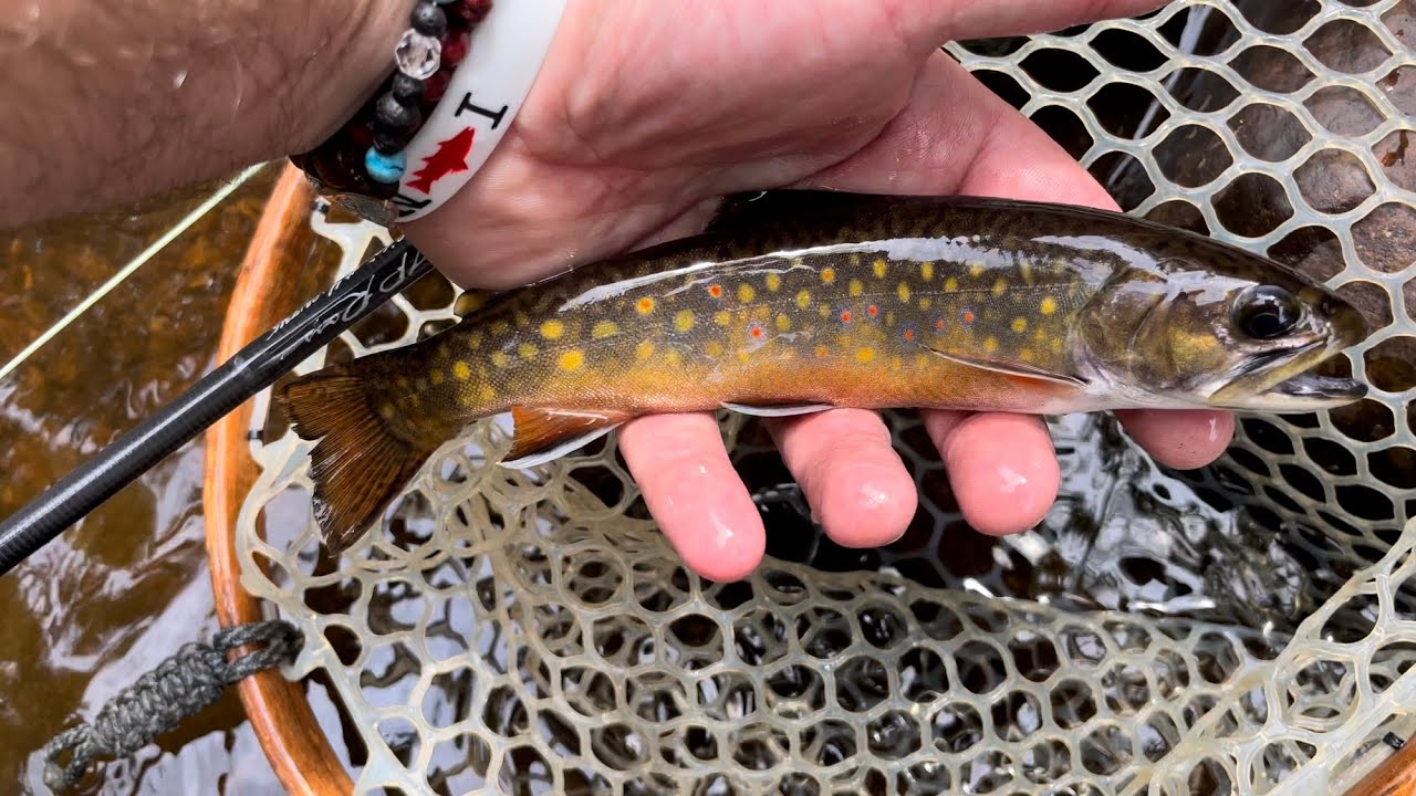 A TROUT BUM STORY “DIRT ROAD BROOK TROUT” - YouTube