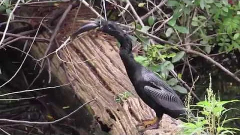 Big Cypress Bend Boardwalk; Fakahatchee Strand Park, Florida