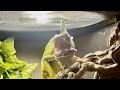 CAMO The Chameleon S First 2026 LIVE VIDEO 