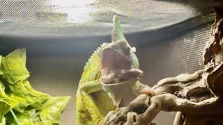 CAMO the Chameleon’s First 2026 LIVE VIDEO!!!!