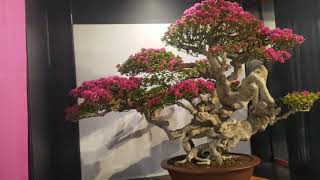 bougainvillea bonsai