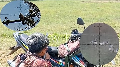 Berburu tekukur dan belibis #tekukurliar #hunting #berburu #sorts #belibis #burung #alamliar