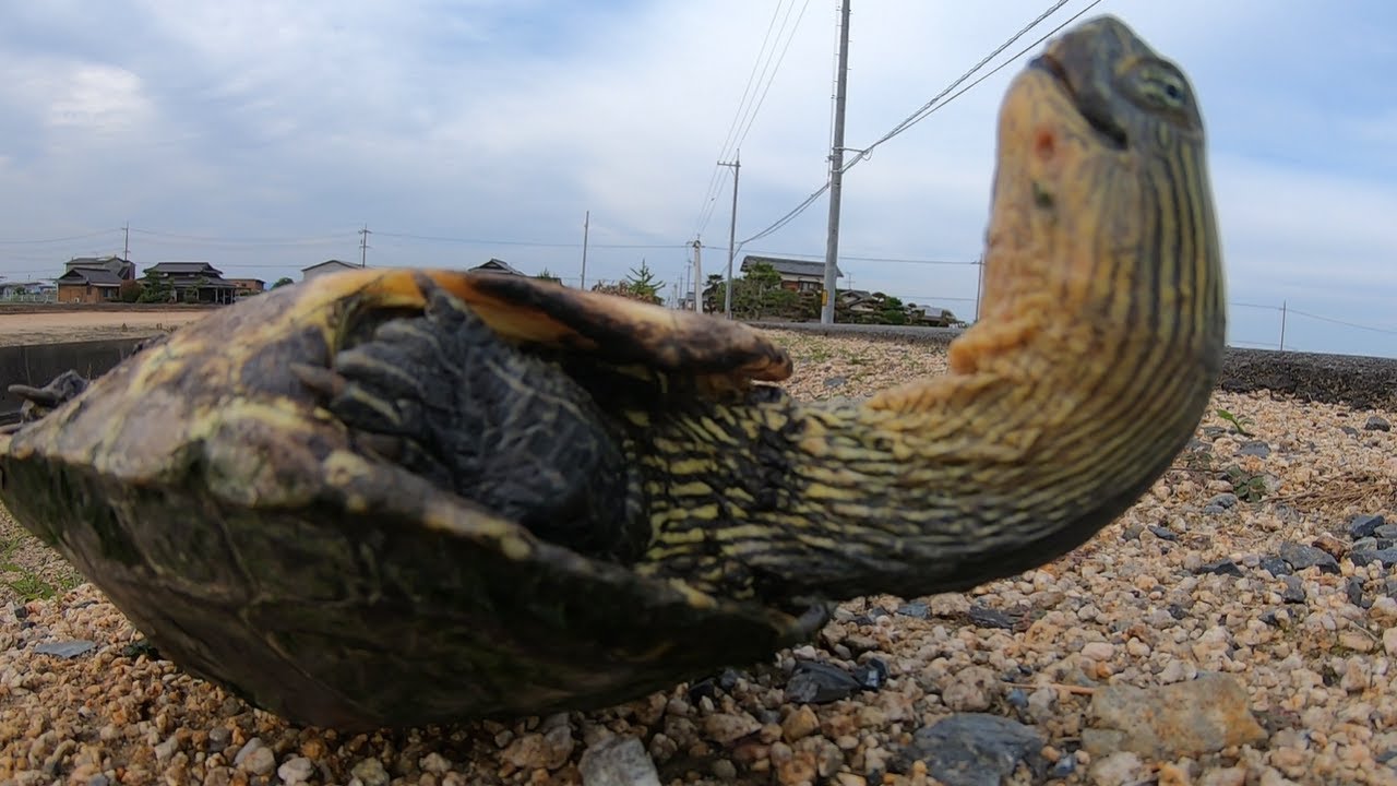 許せない！飼育放棄された稀有な外来カメを用水路で捕まえてしまいました…