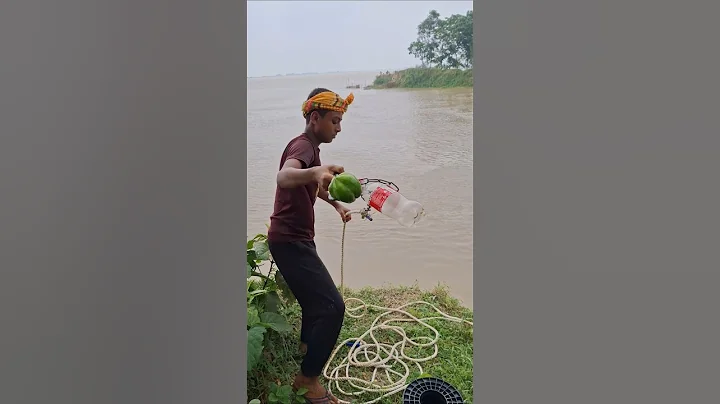 1kg Papaya bait for catching giant shark by hook in River #fishing #lurefishing #bait