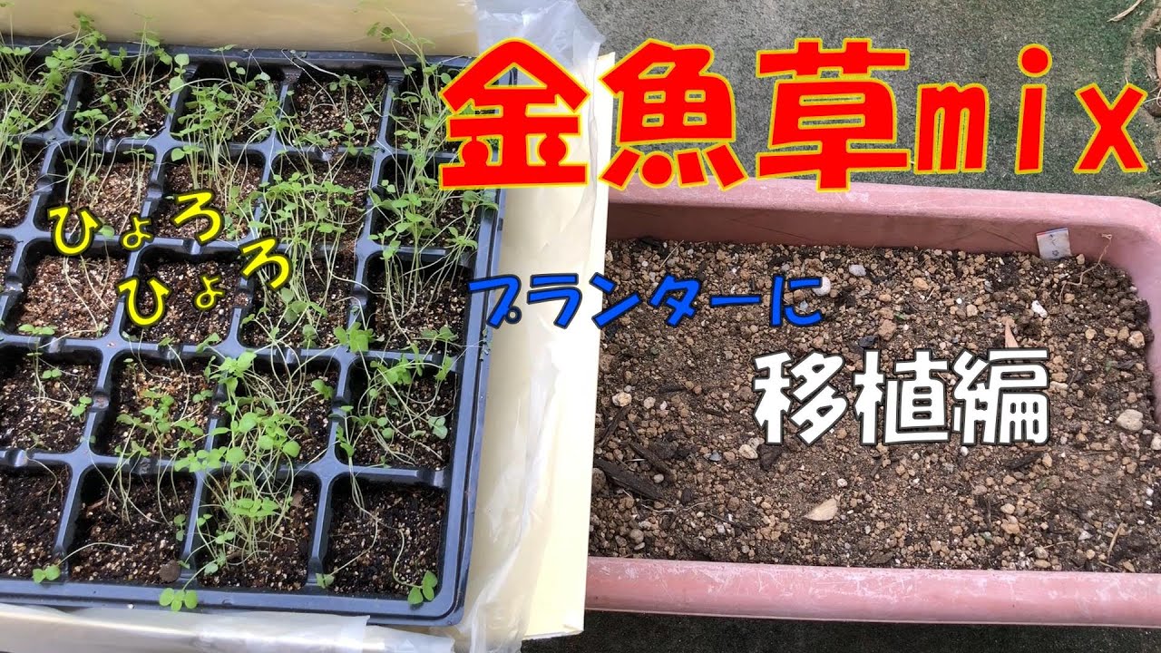 種まきシリーズ 金魚草mix 移植編 Youtube 種まきシリーズ 金魚草mix 移植編 Youtube
