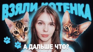 ЗАВЕЛИ КОТЕНКА, А ДАЛЬШЕ ЧТО? / КАК ПОДГОТОВИТЬСЯ К ПОЯВЛЕНИЮ КОТЕНКА В ДОМЕ / ЧТО КУПИТЬ