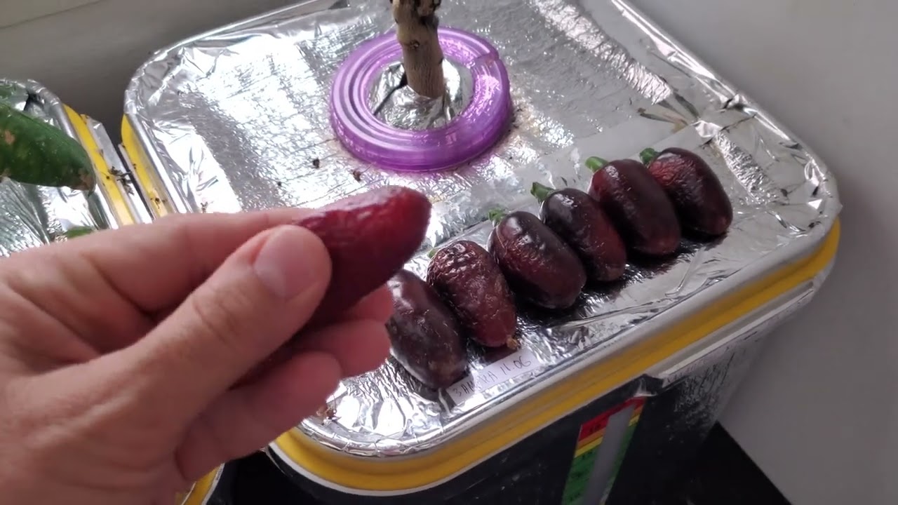 68 Чили-перчики в июле 25.07.22