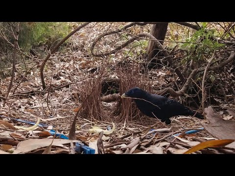 Satin bowerbird (Ptilonorhynchus violaceus) tending to his bower, Queen Mary Falls Queensland.