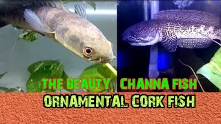 The beauty, Channa fish / ornamental cork fish, is popular