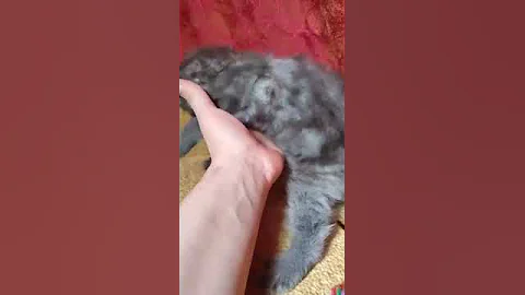 Video 2995131: coon mainecoon kitten cat, mainecoon kitten catlover cats, female mainecoon cat, blue mainecoon