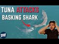 Insane shark virals