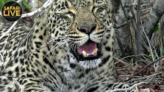 safariLIVE - Sunset Safari - October 25, 2019