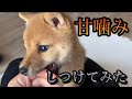 豆柴先生に甘噛みのしつけを実践したら効果抜群でした【# 17】
