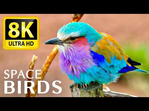 SPACE BIRDS THE WORLD OF BIRDS