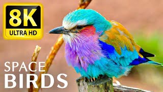 8K SPACE BIRDS - THE WORLD OF BIRDS IN 8K ULTRA HD/8K TV - With Relaxing Music 8K TV