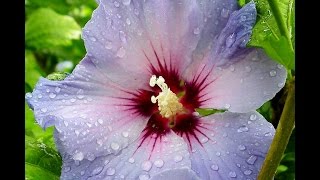 Andrea Carri - Sunshine after rain