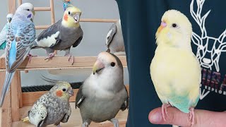 Kuş Odası Güncel Vlog Muhabbet Kuşu Ve Papağanları Uçurdum