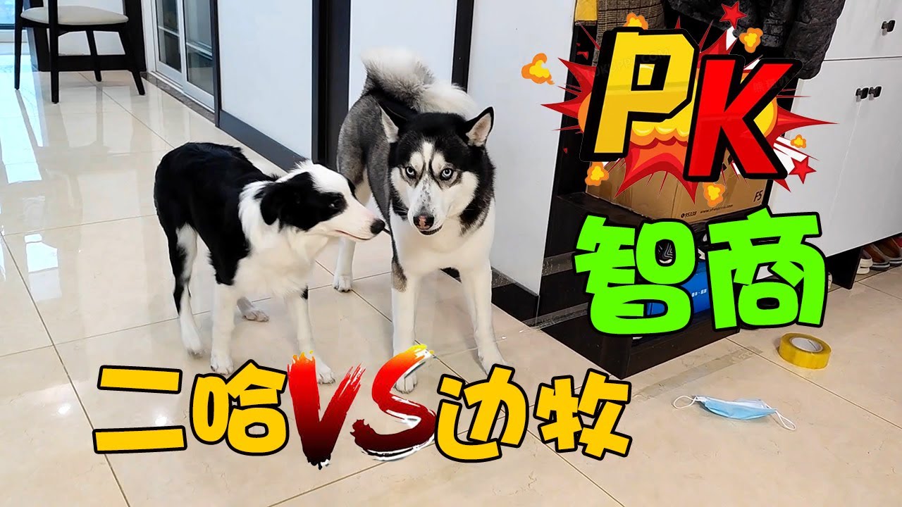 哈士奇真的笨嗎？6個面向深入探討，揭露雪橇犬的神秘面紗- 狗狗小屋