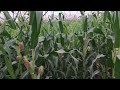 Maize crop cultivation in Pakistan / Crop cultivation in Pakistan / makai ki fasal ki chunai 
