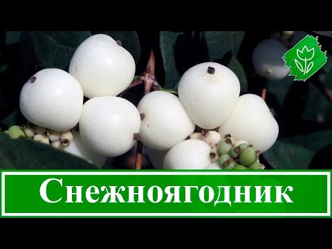 🌼 Цветок снежноягодник – посадка и уход в открытом грунте: выращивание и размножение снежноягодника