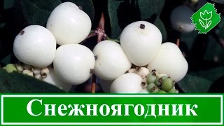 видео Бирючина - посадка, уход, размножение, вредители и болезни