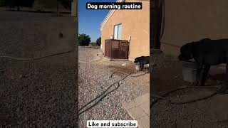 Dog morning routine rottweilerpuppy rottweilerlife rotty routinevlog zulunationfamily dogfarm