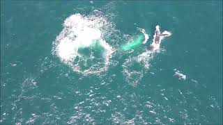 Humpback Whales and Dolphins 210924