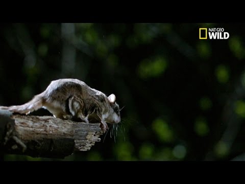 Le polatouche, un ecureuil volant !