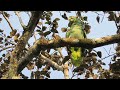 Avistamiento de aves en el Amazonas. Loro real (canto del amazona farinosa) investigación amazónica.