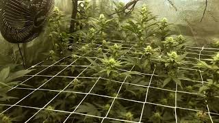 DAY25 OF BAHAMA MAMA GROW