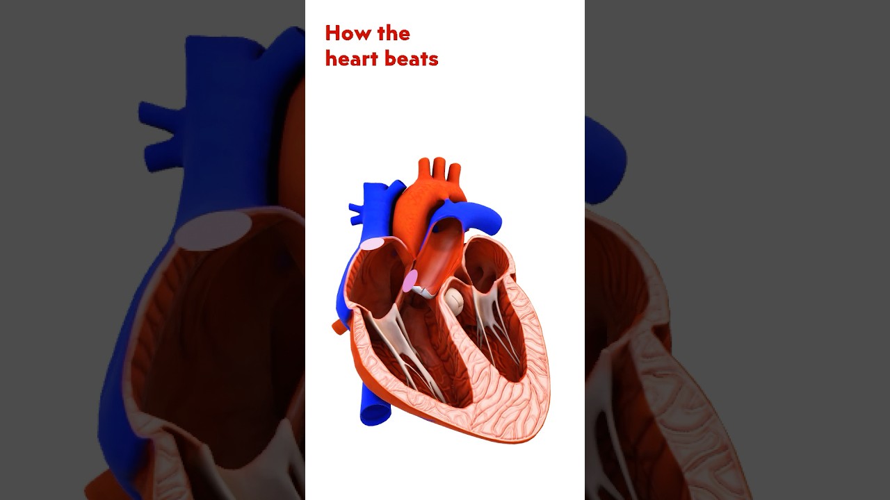 How does your heart beat? A brief overview | 