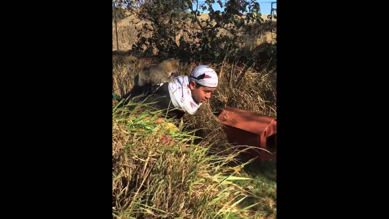 animal welfare act of 1998 tagalog Kittyback ride