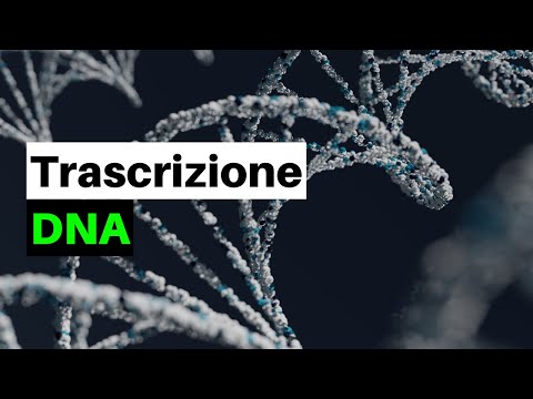 Video: Le cellule procariotiche hanno mRNA?