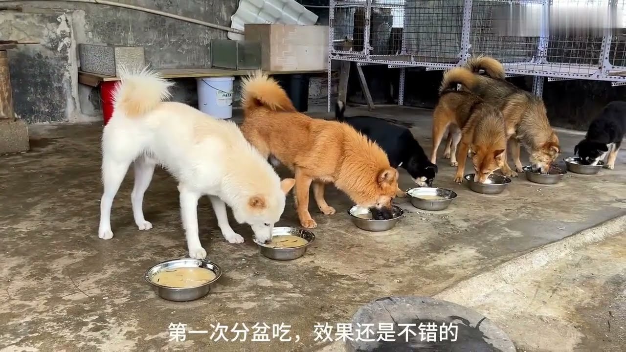 Cute Puppies Eating and Playing Together | Playful Puppies Eat and Have Fun Together