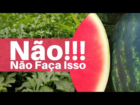 Vídeo: Poda de Melancias - Como e Quando Podar Plantas de Melancia