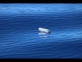 Protecting Marine Life Through Sustainable Practices and Reducing Pollution
