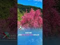 Bản đồ săn hoa Mai Anh Đào ở Đà Lạt #xlandtravel #xland #dulich #lamdong #dalat #maianhdao #baoloc