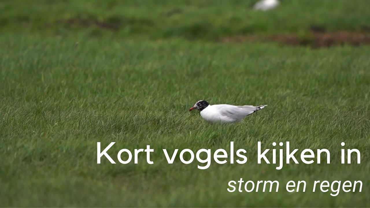 Kort vogels kijken terwijl het stormt en regent #1206 - YouTube
