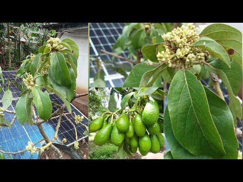 Cara Membuahkan Tabulampot Alpukat
