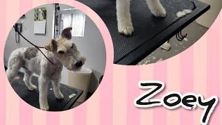 wire fox terrier zoe shes sweet n sassy one!