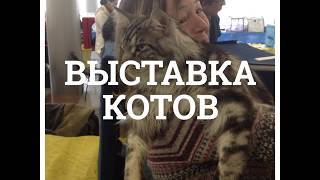 Выставка котов - Харьков Выставка котов - Харьков