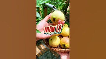 Mận Lý giống mận trồng chậu dễ trái #hoanglonggarden #manly #cayman #cayantrai #caytrongchau