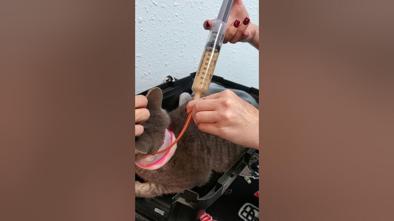 How to Feed a Cat with a Feeding Tube YouTube