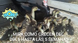 PATOS en procesó de crecimiento, desde que NACEN hasta que cumplen 5 SEMANAS, ASÍ CRECEN y así comen