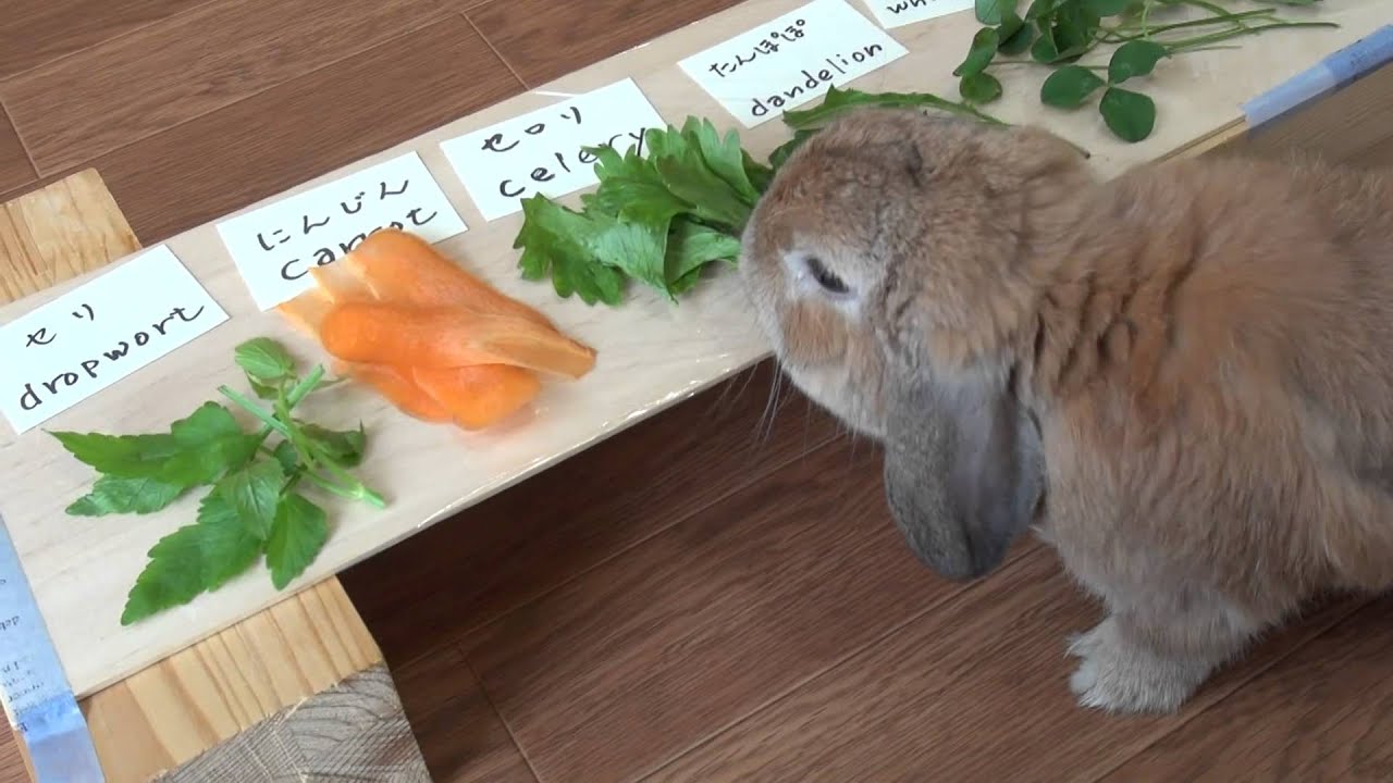 実験 ウサギの一番好きな野菜 チャップ ダンダンウー The Most Favorite Vegetables Of A Rabbit Youtube