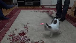 Lazerle Oynayan Komik Kedi