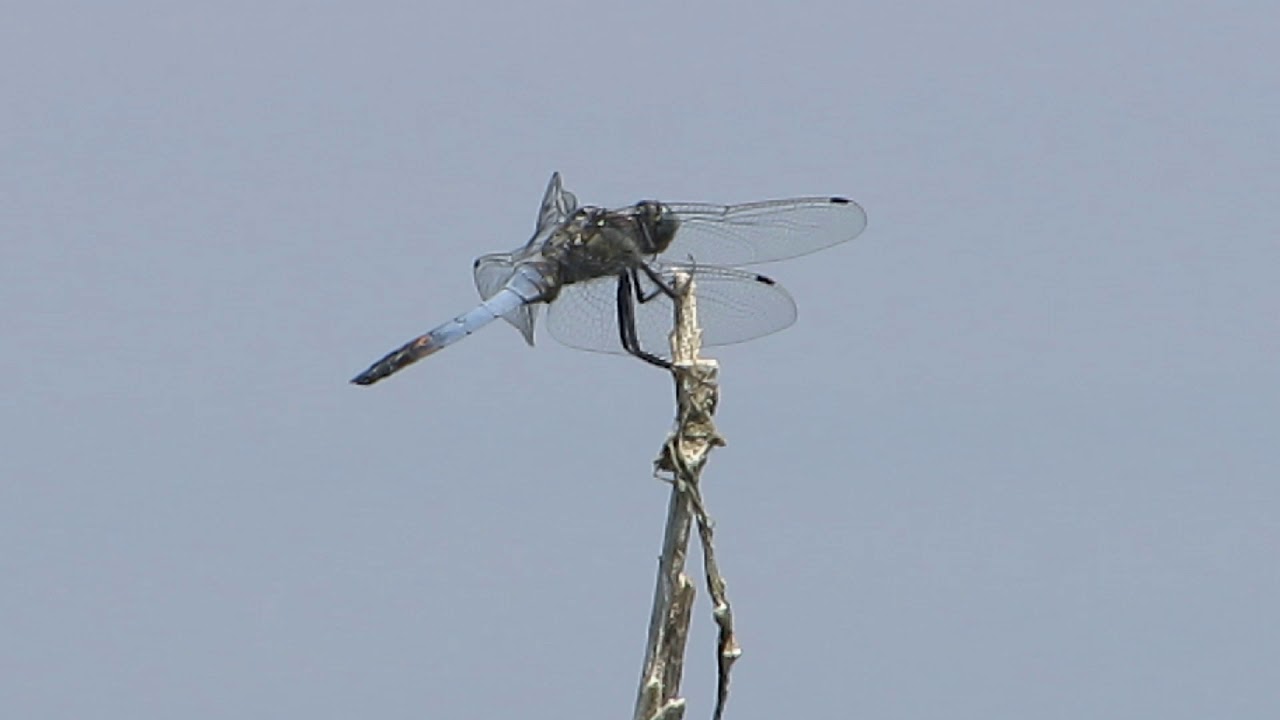 Black-tailed skimmer (Orthetrum cancellatum) - Kouklia dam - Cyprus - 23/6/2019
