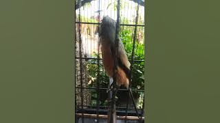 cendet isian gladiator #cendetindonesia